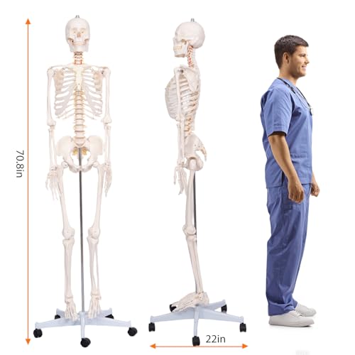 Image of 70.8 inch Human Skeleton Model for Anatomy, Nervous System & Charts, Stand