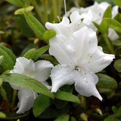 Vivai le Georgiche - Pianta vera di Azalea Encore Lily - - - diametro vaso Ø 18 cm