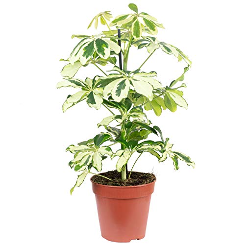 Strahlenaralie Mix - echte Zimmerpflanze, Schefflera - Höhe ca. 45 cm, Topf-Ø 13 cm - Image 4