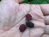 Everbearing Mulberry Tree Live Plant 1-2 Feet
