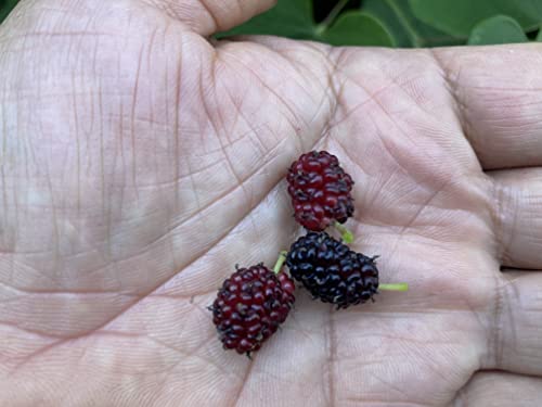 Everbearing Mulberry Tree Live Plant 1-2 Feet #TOP15