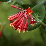  30 piezas Semillas de madreselva roja Exótica Variedad rara Colores brillantes Olor atractivo de flores Fresco Disfrute de un paisaje de jardinería Fácil de germinar Amado por los jardineros