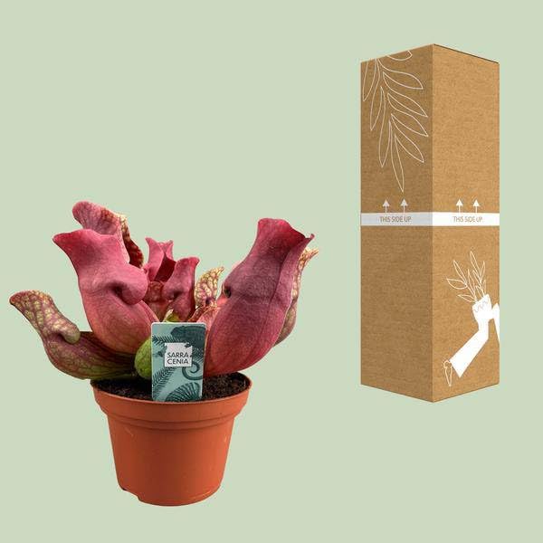 Fleischfressende Pflanze Sarracenia Maroon Schlauchpflanze 12cm 23cm