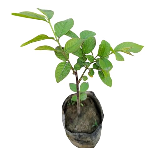 Image of Live Madhu-malti creeper plant, Outdoor Live Hybrid climbing Flowering Plant, Combretum indicum (मधुमालती) Flower Plant with black premium pot