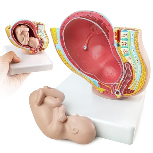 Image of NEW HORIZON Medical Anatomical Pregnant Human Female Pelvis with Pregnancy 9 Months Baby Fetus Mode 1 /2 Life Size with Removable Organs, 2-Parts, Hand Painted