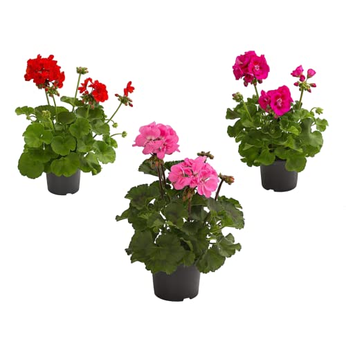 Flores Naturales para el Hogar Set de 3 Geranios