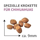 Wildsterne Breed Selection Chihuahua, 2,5 kg | Getreidefreies Trockenfutter | Monoprotein | von Tierärzten entwickelt