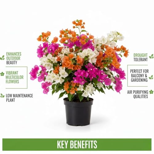 Image of Multicolor Bougainvillea Live Plant with Pot | Rare Grafted Bougainvillea Bonsai Flower Plant | Decorative Outdoor Indoor Flowering Plant for Home Garden Balcony Terrace Decor | (Pack of 1) FloraPlax