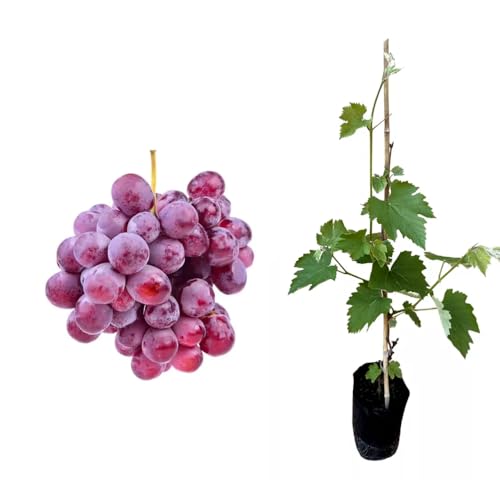 AMK Jardinagem e Paisagismo, Muda de Uva Rosada 50 a 80cm AMK - Plantas Online