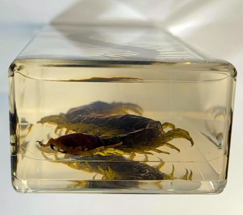 Image of 4.3 inch Real Large Black Centipede in Crystal Clear Lucite Resin Paperweight Specimen Preserved Anthropopods Animal Insect Taxidermy Collection for Biology Science Education & Desk Ornament Display