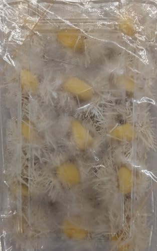 Ⓚ ŘI ØII蔒߂g 15 y Ɩp