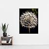 Artery8 Dandelion Flower Pappus Macro Photograph Dark Close Up Detail Extra Large XL Wall Art Poster Print #1
