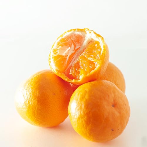 [先行予約][極早生みかん]ゆら早生みかん 6.5kg 混合サイズ(和歌山・下津町産)[訳あり] 海南市 まごころ産直みかん