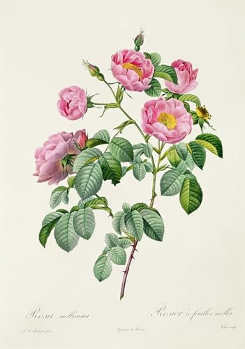 Toile Rosa Mollissima Redouté Peinture pour Chambre