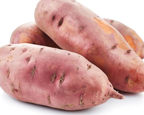Organic Garnet Seed Sweet Potatoes Non GMO for Planting or Cooking, New Crop (1 lb)