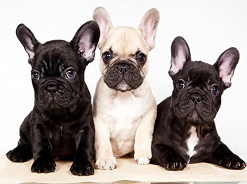 Kit de punto cruz estampado de tres perros de 11CT para manualidades de bordado