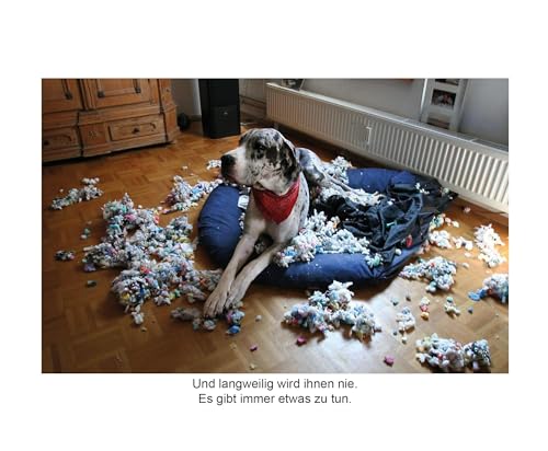 Der herabschauende Hund: 170 Hunde kommen an ihre Grenzen ((Fast) immer lustig, Band 11)