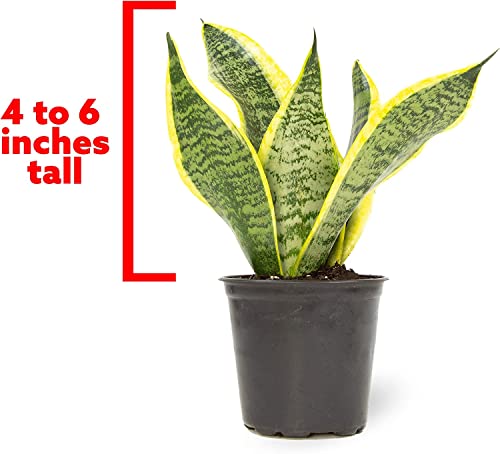 Altman Plants, Live Snake Plant, Sansevieria Trifasciata Superba, Fully Rooted Indoor House Plant In Pot, Mother In Law Tongue Sansevieria Plant, Potted Succulent Plant, Houseplant In Potting Soil #TOP6