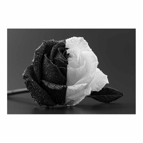 Poster Noir Et Blanc Water Drop Rose grand format 60x90cm toile decoration murale premium