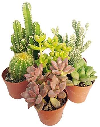 Italy Green Life - Set Mix di 3 Succulente Senza Spine e Cactus Veri vaso da 6,5cm | Mini Piante da Interno ed Esterno | Piante Resistenti per Scrivania, Casa e Ufficio | Regali Ecosostenibili