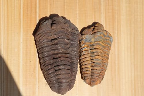 Image of 2PCS Calymene Trilobites Flexicalymene Ordovician Fossil Trilobites Fossil for Kids A10