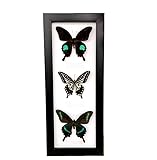 ★ Nom du produit : spécimen de papillon.