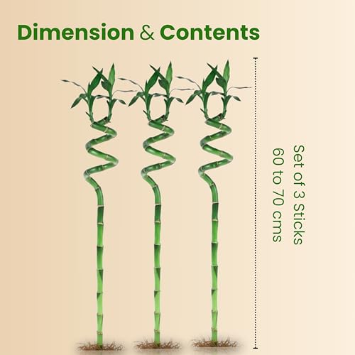 Image of Amulya Farms Lucky Bamboo Plants for Home Decoration | Bamboo Plant 70cms Set of 3 Sticks | Live Indoor Plants For Home | Indoor Feng Shui & Vastu Plants for Prosperity