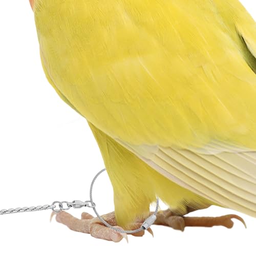 Chambre d'oiseaux : chaîne de cheville pour perroquets et perruches - 6