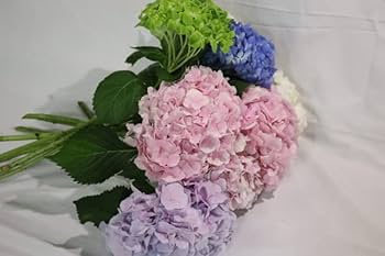 jie 紫陽花 51lAf4jqQyL._AC_UL210_SR210,