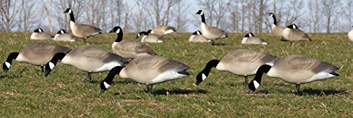 Flambeau Outdoors 8990Fbu Storm Front 2 Canada Goose Decoys, Full Body Flocked Heads - 6-Pack #TOP3
