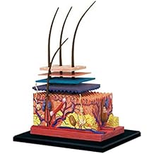 Human Skin and Hair Organ Anatomy Model Puzzle Building Toy Medical Education