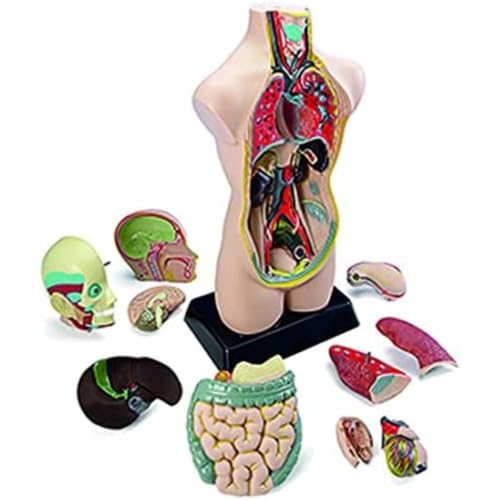 Image of Miniland Miniland99020 Anatomy Set in Case (11-Piece)