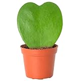 Mini Suculenta Natural en Forma de Corazón Hoya Kerrii