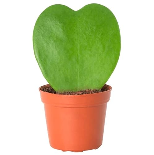 Mini Suculenta Natural en Forma de Corazón Hoya Kerrii