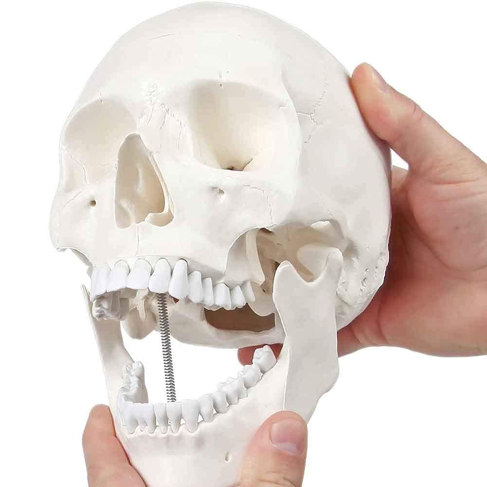Model anatomiczny Mini model czaszki, ludzka czaszka z elastyczną szczęką, do nauczania w szpitalach i szkołach