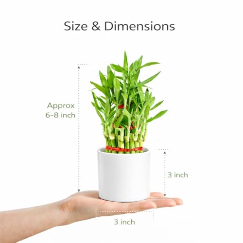 Image of Lucky Bamboo Plant in White Ceramic Pot | Indoor Live Plant for Home & Office Decor | Low Maintenance, Air Purifying & Feng Shui Good Luck Plant