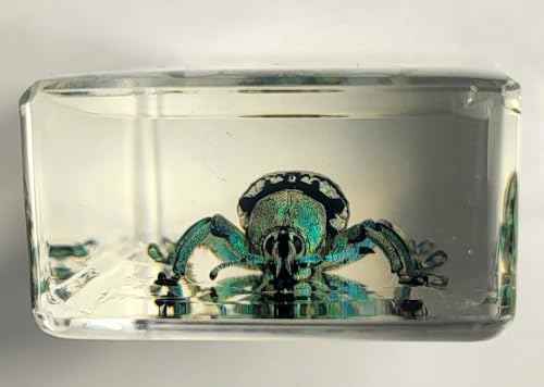 Image of 2.3 inch Real Eupholus Chevrolati Teal Weevil Beetle in Crystal Clear Lucite Resin Specimen Preserved Insect Bugs Taxidermy Collection for Biology Science Education & Desk Ornament Display Supplies