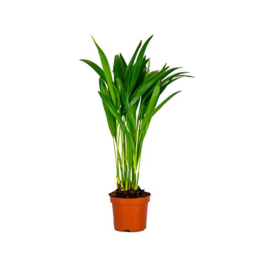 Bloomique - Dypsis lutescens - Palmera areca - Planta de interior - Purificadora del aire - Apta para mascotas - Altura 20-30 cm - Maceta 10,5 cm
