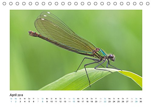Faszinierende Libellen (Tischkalender 2018 DIN A5 quer): Dieser Kalender zeigt Ihnen die farbenprächtige Welt der heimischen Libelle. (Monatskalender, ... [Kalender] [Apr 07, 2017] Heufelder, Stefanie
