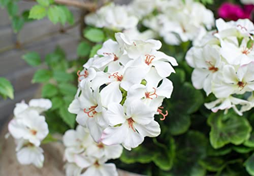 Mumiko 4Pcs Artificial Geraniums Silk Flowers Plant Outdoor Home Decor 16 Inches (White) #TOP2