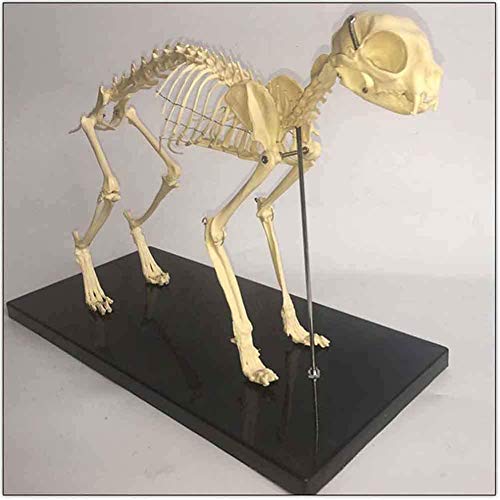 Hundeskelett Anatomisches Modell für Biologie und Veterinärmedizin