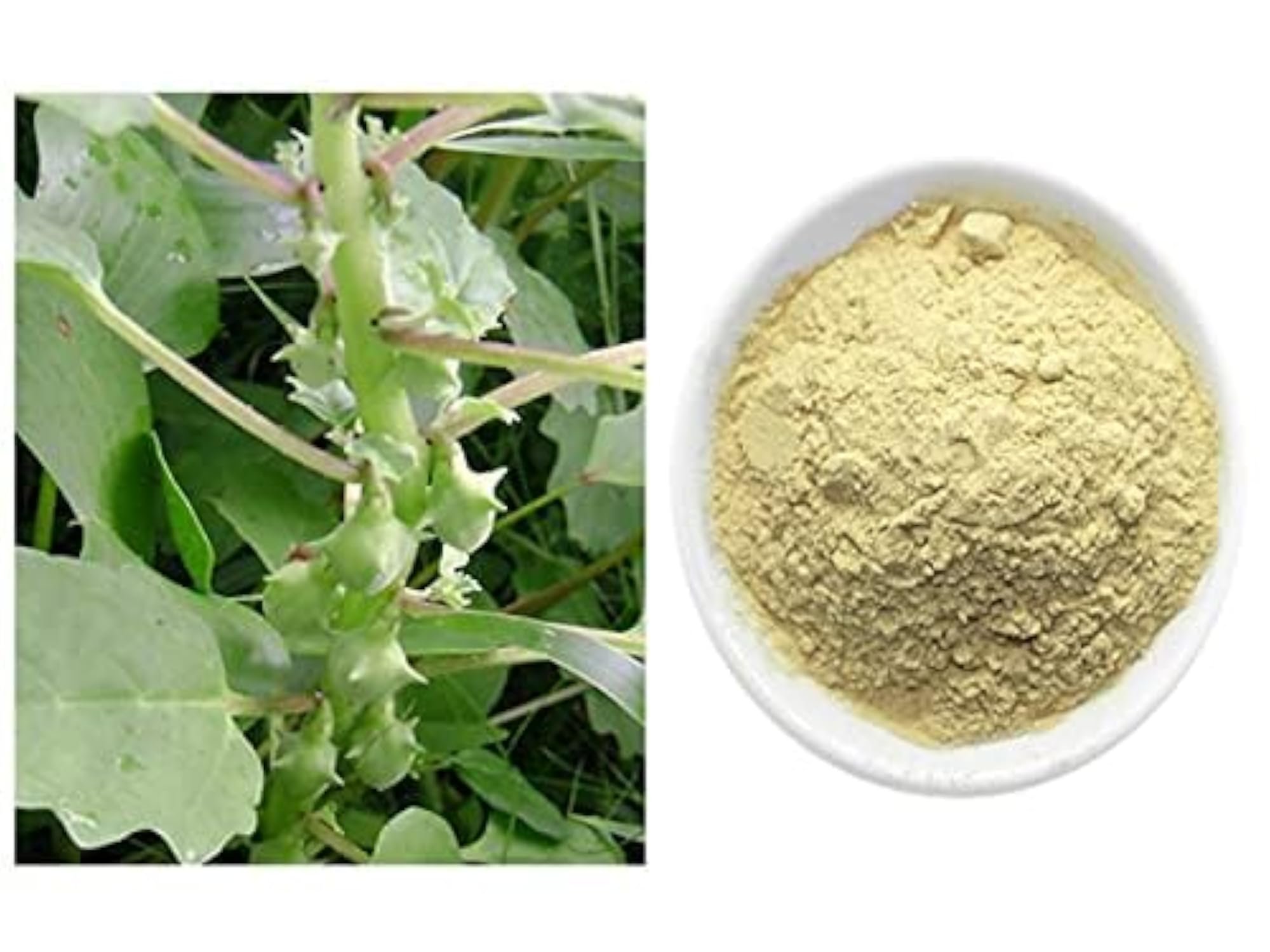 Salebration Gokshura, 100gm