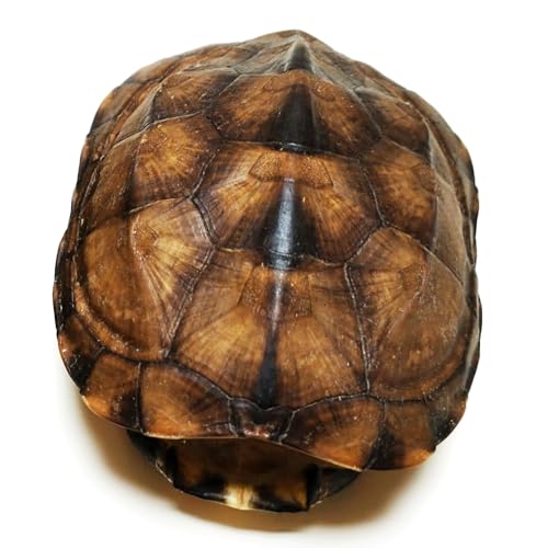 Natural Turtle Shell, Real Animal Bones Specimen Collection Animal Taxidermy for Home Decoration Special Gifts
