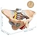 Benilev Female Pelvis Model with Pelvic Floor Muscles Perineal Model All in One Female Anatomy Model 1:1 Life Size Human Skeleton Medical Science Educational Equipment Anatomy Medicine