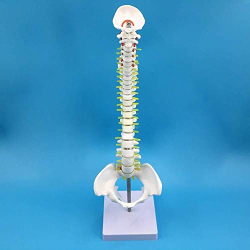 Modèle de colonne vertébrale humaine avec bassin de 45 cm pour affichage médical de laboratoire
