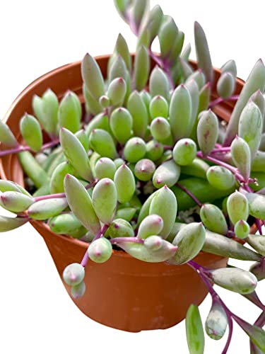 Live Succulent 4" Othonna Capensis Ruby Necklace, Succulents Plants Live, Succulent Plants Fully Rooted, House Plant For Home Office Decoration, Diy Projects, Party Favor Gift By The Succulent Cult #TOP4