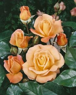 'Rosemary Harkness' -R-, Edelrose im 4 L Container Cover