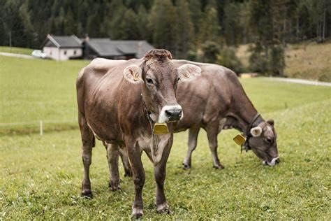 Miniatura 7 de Pinenjoy Campana de latón pequeña de 1.57 pulgadas de 1.57 pulgadas, campanas de pastoreo de cobre, animales de granja, campanas de bronce ruidosas,