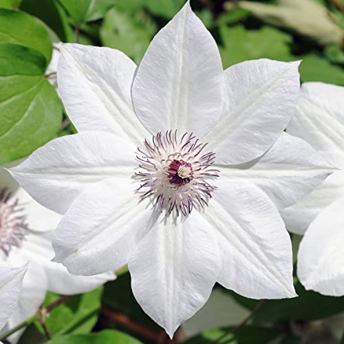 Hardy Perennial Clematis ‘Snow Queen’ 1 x 2L Pot Flowering Climber Potted Garden Plants Ideal for Cottage Gardens, Walls Fences Patio and Containers by Thompson & Morgan