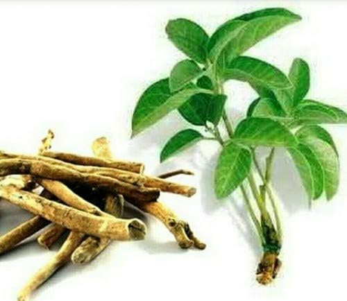 Miniatura 2 de AshwagandhaAmukkara Kizhangu Root 17.64 oz 1.1 libras
